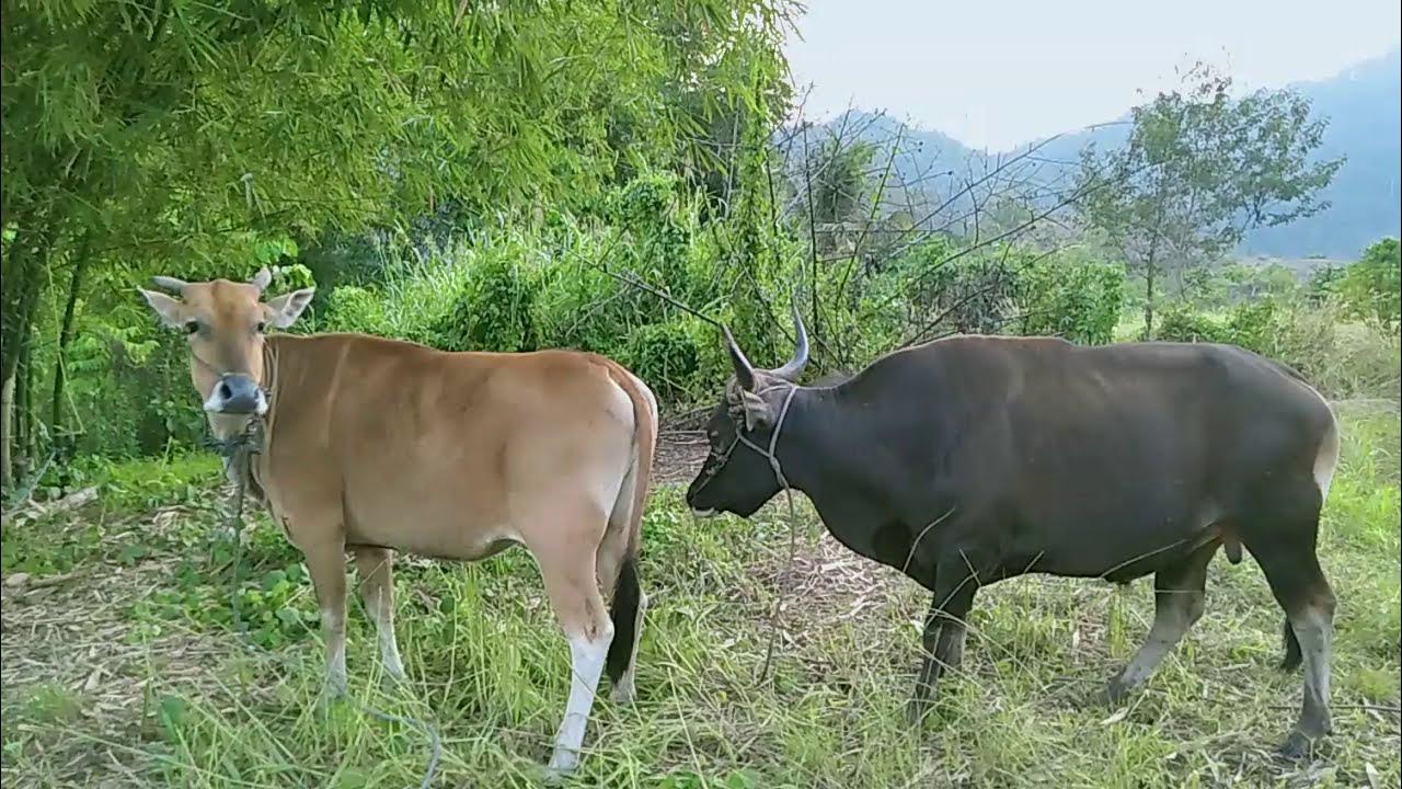Proses Kawin Alami Sapi Bali - YouTube