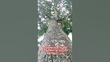 CÂY RỪNG ĐỘC LẠ QUÝ HIẾM TRÊN TÂY NGUYÊN HÙNG VĨ ĐẮK LẮK
