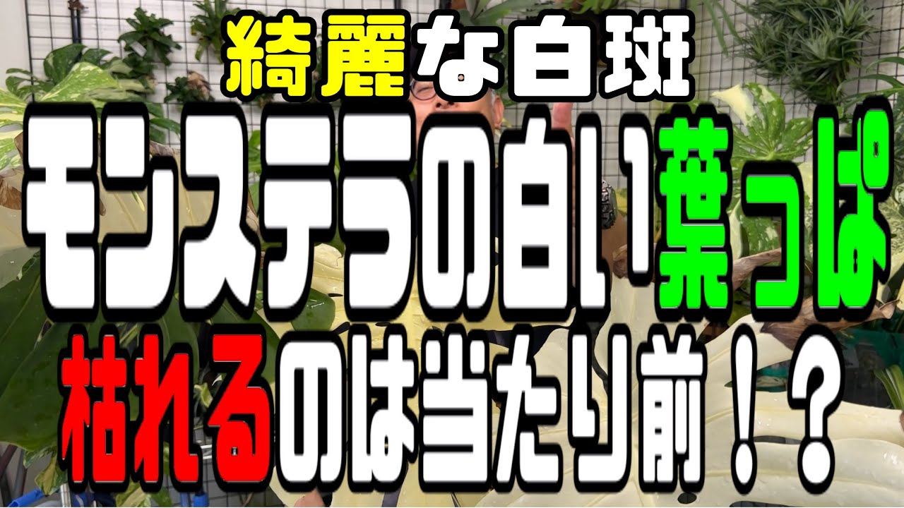 モンステラ白い葉っぱの維持○○○○でできる！？