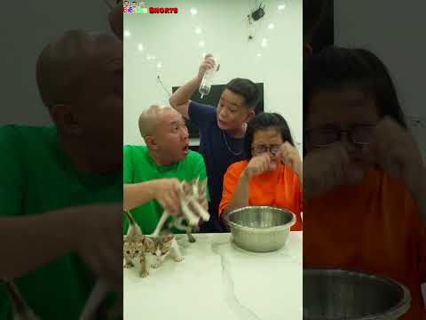 Funny Video Do Not Touch Cute Cat Shorts Funny