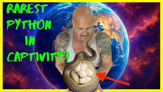 Are We Breeding the Rarest Python in Captivity?! | Exclusive Summer Updates Wealth