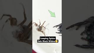 Jumping Spider Eats Black Widow?