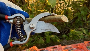 Em mới về kéo cắt tỉa cây cảnh,bộ đúc ASKI ,thép đúc trắng.đặc biệt bén.đợt này giảm 50nghìn,