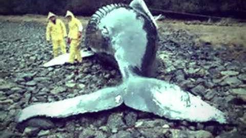 Kizoa Online Movie Maker: Ocean Pollution-S.P