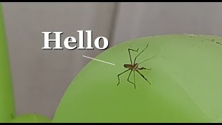 Baby Praying Mantis on my porch. Spring has sprung.