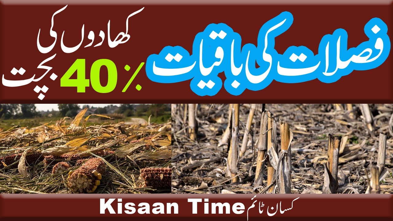 fasal ki katai kapas ki katai dhan ki katai maki ki katai fertilizer for plants kisan Time کسان ٹائم