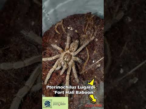 1st Feeding Month of September