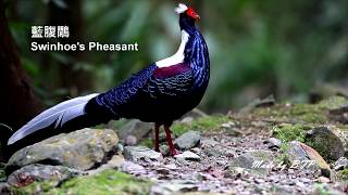 美麗的藍腹鷴一對 Beautiful Swinhoe's pheasant