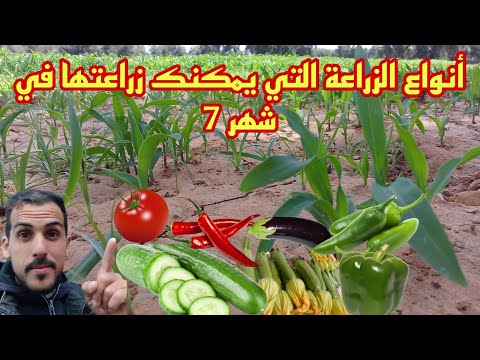 هده أنواع الزراعات التي يمكنك زراعتها في شهر 7