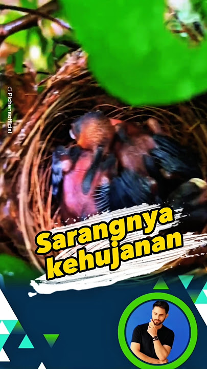 Misi penyelamatan sarang burung yang kehujanan #sarangburung
