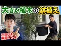 【実演】2mを超える植木を鉢植えにする方法