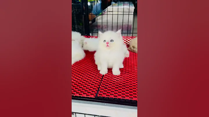 Watch the video about Blue eyes cat Russian #1milion views #1milio subscribe #love