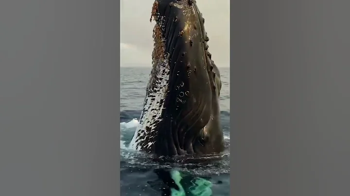 Eye to eye with a Humpback Whale! - DayDayNews