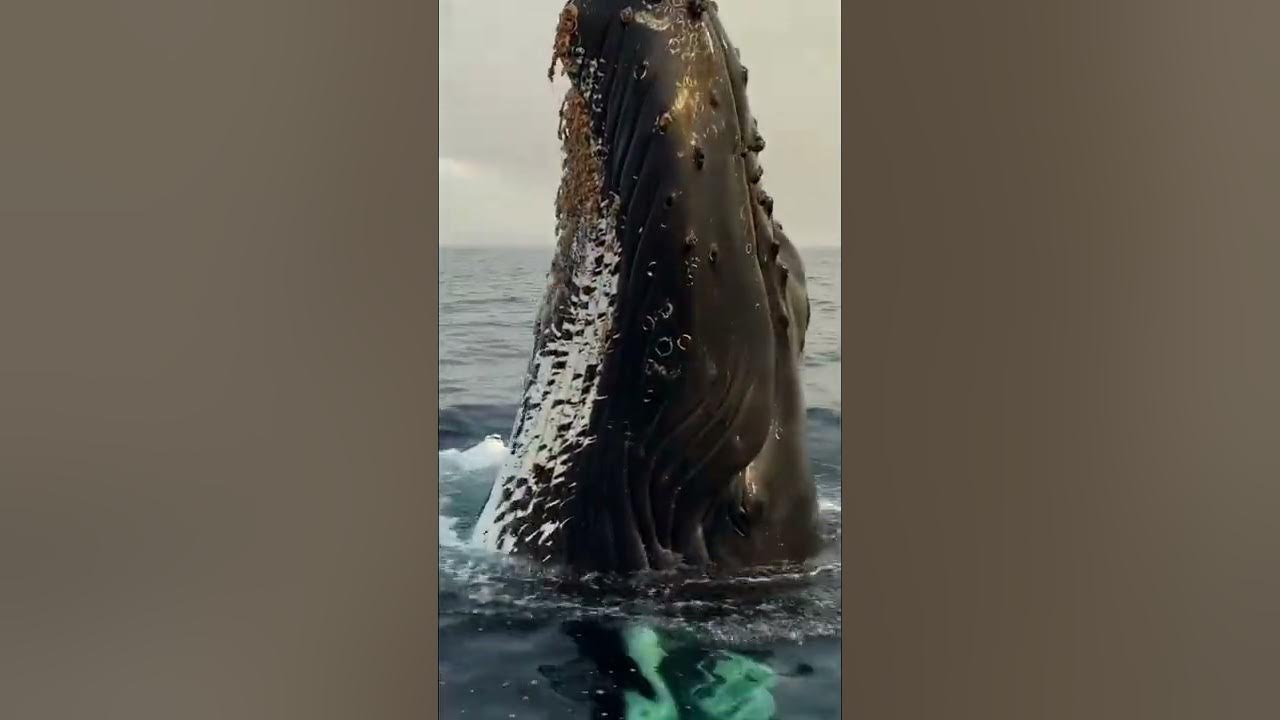 Eye to eye with a Humpback Whale!