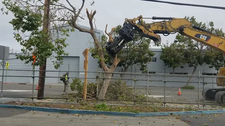 Gilman Street,  Berkeley tree removal