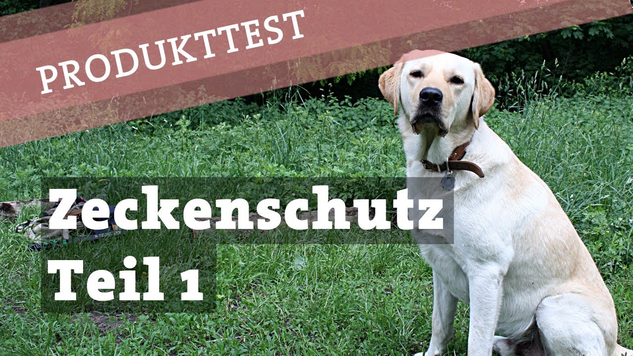 Bester Zeckenschutz für Hunde 2022: Test, Vergleich & wichtige Infos