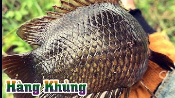 Trúng toàn cá rô khủng trong đám rau muống | THÚ VUI MIỀN TÂY. 62