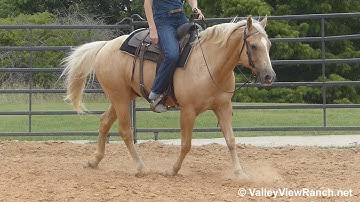 Dallas - mount, easy walk, jog, lope, stops! - ValleyViewRanch.net