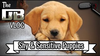 Training a Shy and Sensitive Puppy | Ep: 232 by DogBoneHunter 325 views 2 months ago 30 minutes