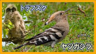 Birdwatching Stroll] Took a mini trip to go see a Hoopoe - YouTube