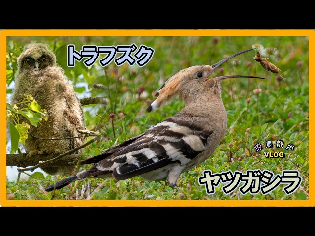 Birdwatching Stroll] Took a mini trip to go see a Hoopoe - YouTube