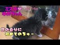 【子猫 保護 16d】赤ちゃん子猫・鏡の自分に初めてのちゅ～が可愛い♩【cute kitten 16d】