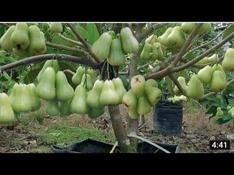 Vídeo: Colheita de Frutos de Pera Espinhosa - Informações Sobre Como Escolher Frutos de Pera Espinhosa