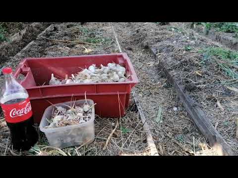 Грядки под посадку клубники после чеснока, как подготовить // Ягодная Усадьба
