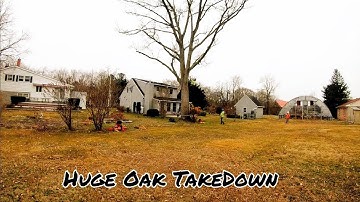 Time lapse Tree Removal