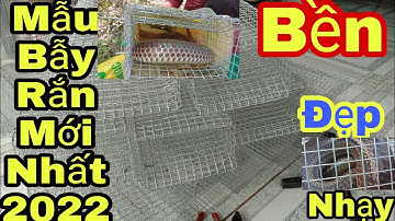 #122🐍 Chia Sẻ Cách Làm Mẫu Bẫy Rắn Cãi Tiến Kỉ Thuật Đơn Giản Hiệu Quả 2022|| Út lãng tử 2