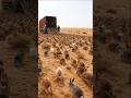 Rabbits #китай #кролики #пустыня #shorts #интересныефакты #животные #viral #china #rabbit #шок