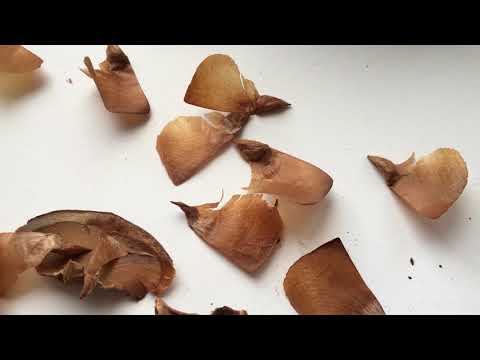 Video: Sedir ağacından tohum nasıl elde edilir?