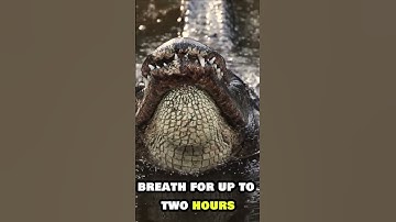 They’ve Survived 200 Million Years—Here’s Why Crocodiles Are TERRIFYING! 🐊💀🦖