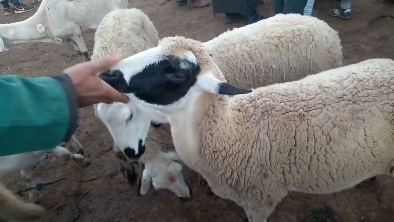 10 يناير 2023 سوق تلات لولاد فيني اقليم سطات شوف اتمنة نعجة الكسابية