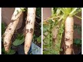 Radish in kitchen garden|Winter vegetables in garden