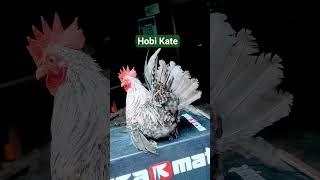 #kate