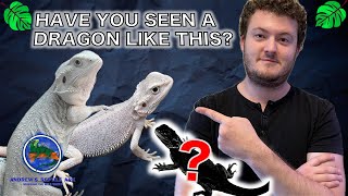 Rarest Bearded Dragon Morph! Information