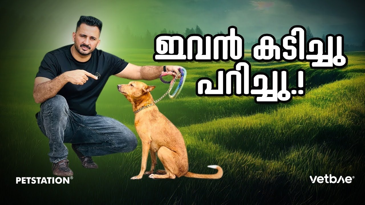 പട്ടികൾ തമ്മിൽ കടികൂടി പരുക്ക്‌ പറ്റി ..Dogs fight 🔥| Cane corso | American bully | Rottweiler