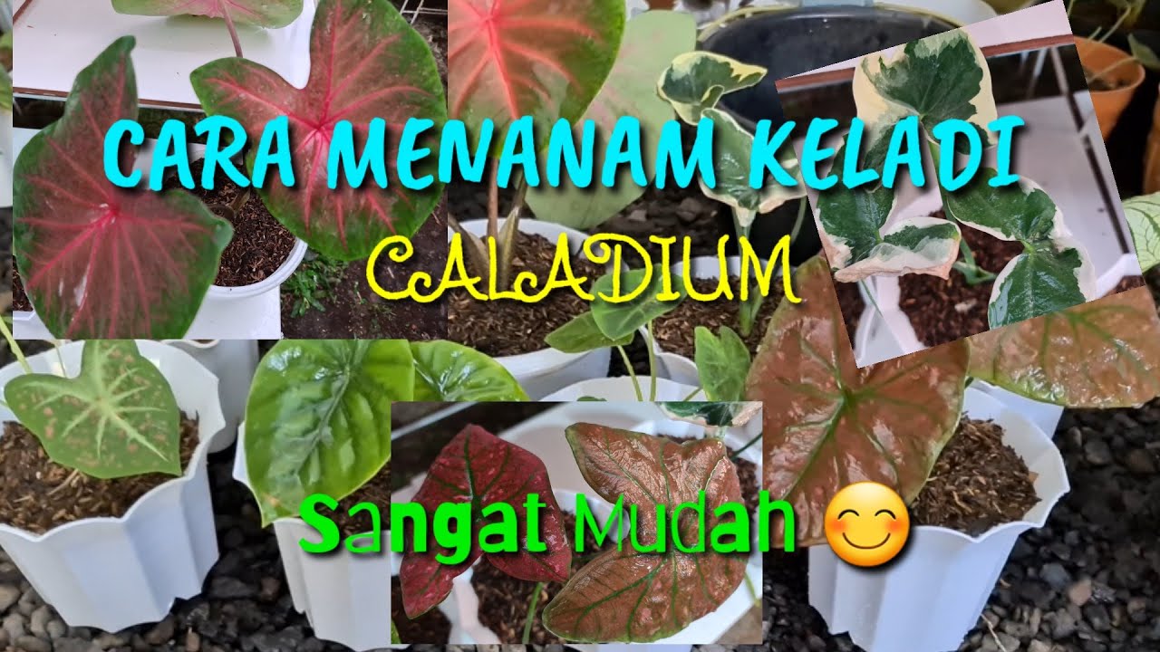 CARA MENANAM KELADI / CALADIUM YouTube