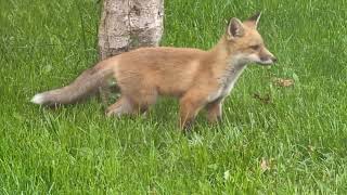 More Baby Foxes Fox Family, Fox Kits playing in my yard!!
