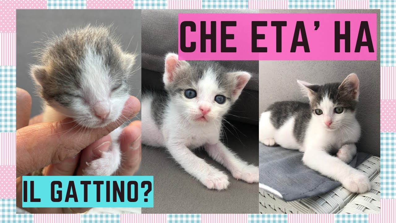 un gatto per i giorni difficili