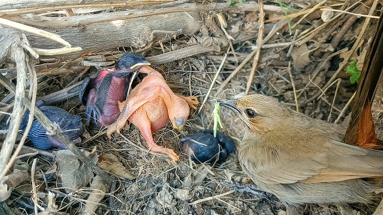 Shocking Moment: Cuckoo Baby Pushes Robin Bird Babies Out of the Nest ...