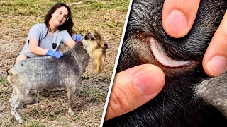 Our First Scare With WORMS Right Before Our First Goat Show | Which Bucks Are We Taking?