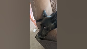 We now interrupt your doom scrolling #lifewithmermaidthea #dogshorts #dogs #cute #youtubeshorts #fyp