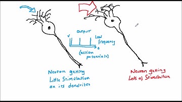 Artificial Neural Nets and Evolutionary Algorithms 6: Biology 5 - the neural signal