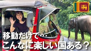 スリランカ】シギリヤから日帰り旅｜無料天然サファリと想像以上だった