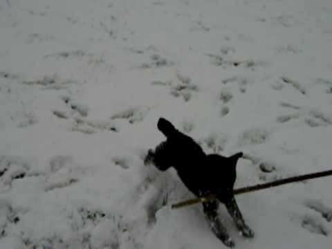 Patterdale 'Digger'