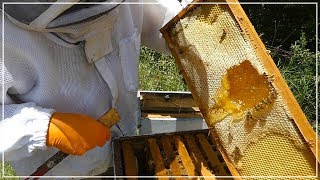 Beekeeper LOOKS FOR HONEY and finds THIS