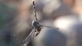 Mark Storto Nature Clip - Spider Eating a Dragon Fly!