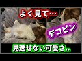 デコピンの写真、よく見たら…みんな見逃してた!?
